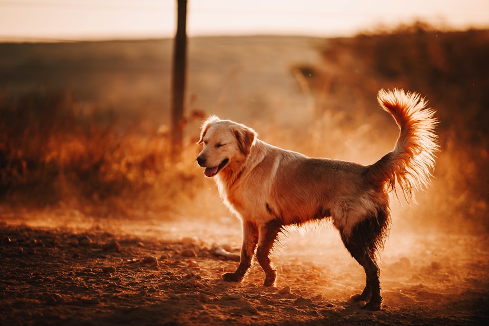 golden retriever running on brown field during daytime