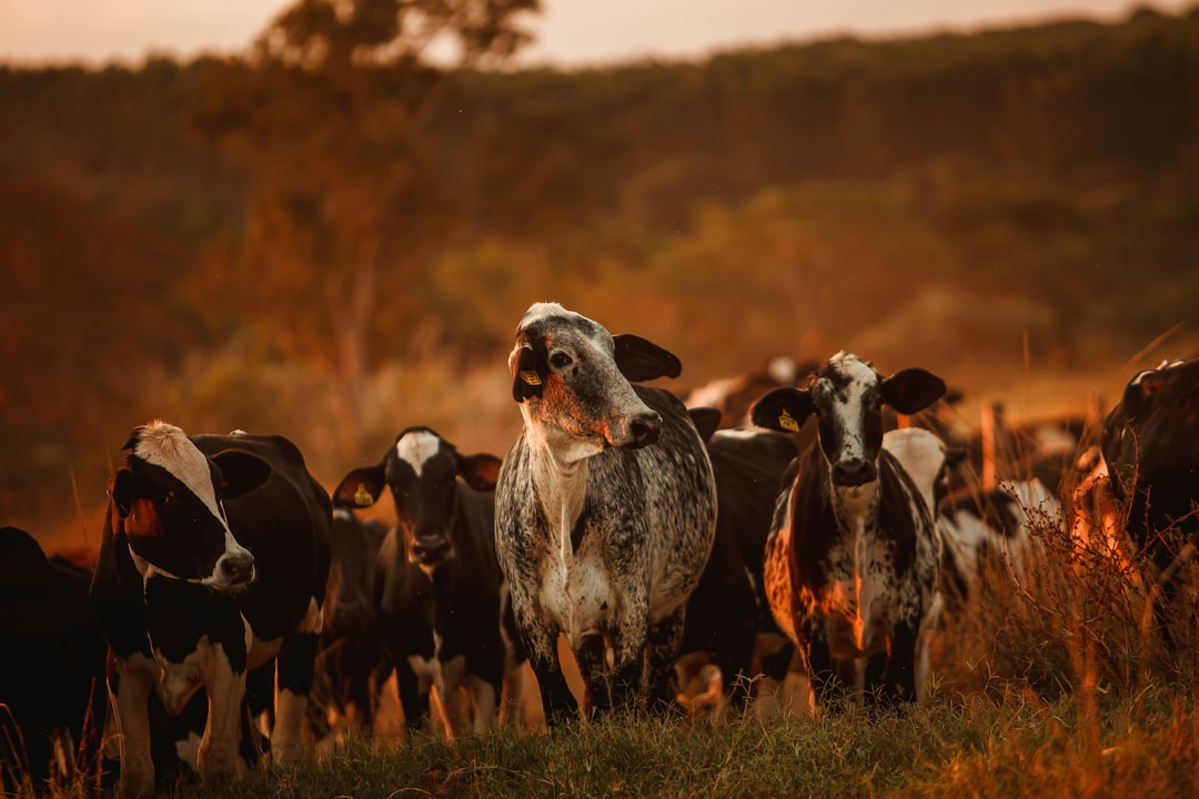 black and white cow on green grass field during daytime