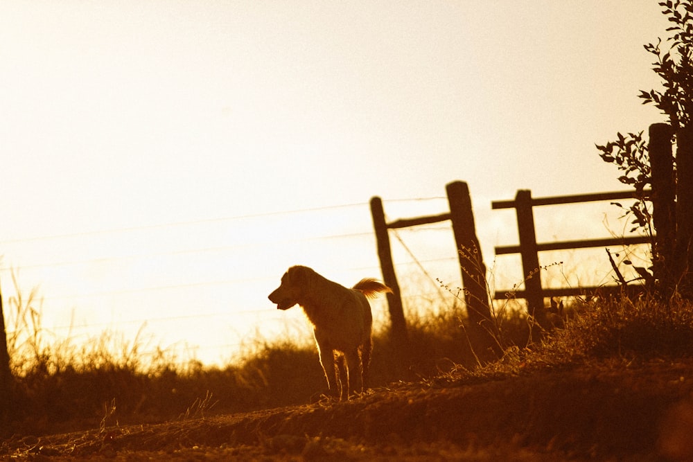 cane a pelo corto marrone in piedi sul campo di erba marrone durante il giorno