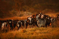 Wide shot of a herd of cattle moving across an open field at sunset