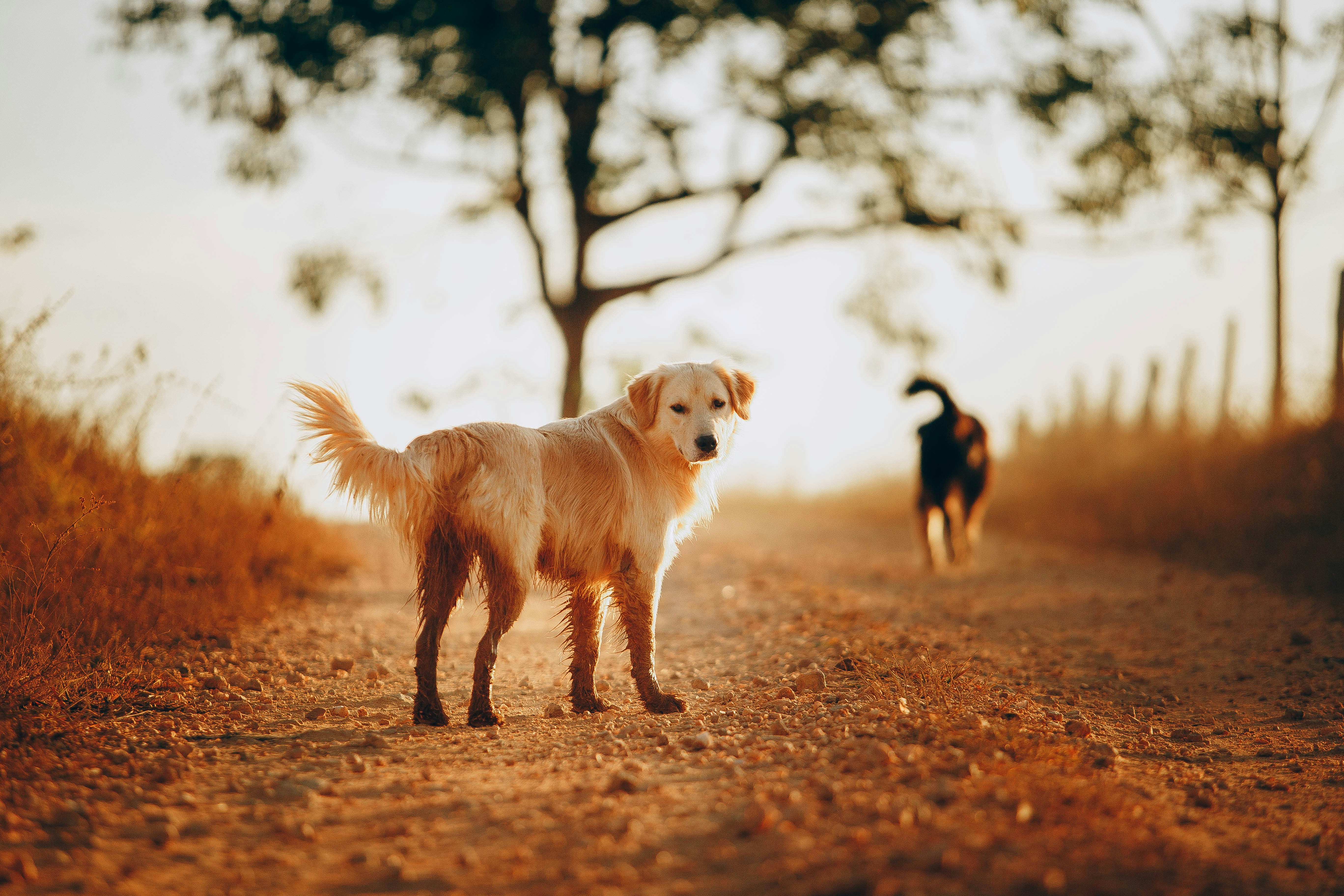golden retriever and black and white short coat medium dog on brown field during daytime