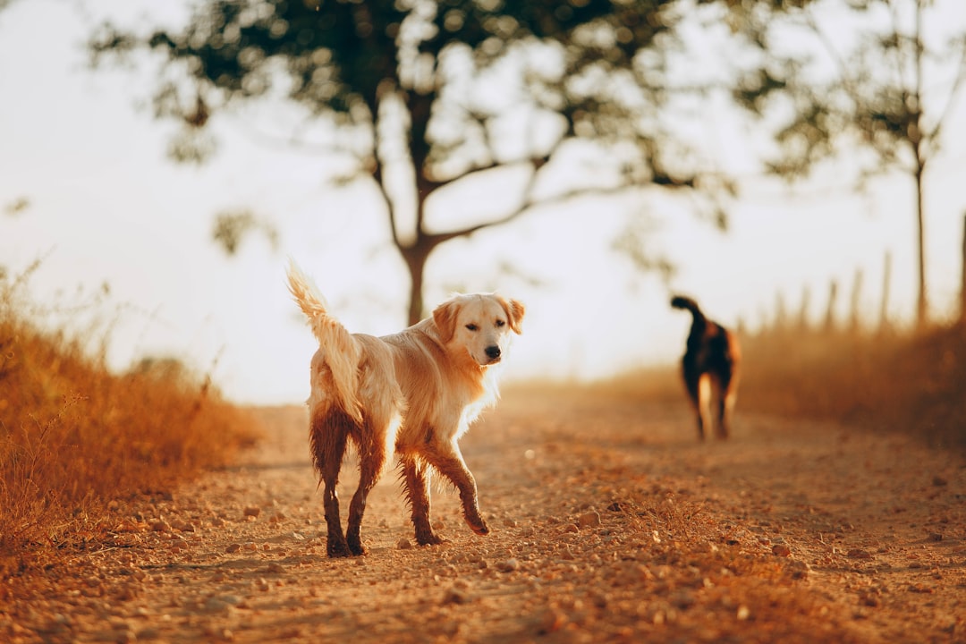 golden retriever and black labrador retriever walking on brown dirt road during daytime