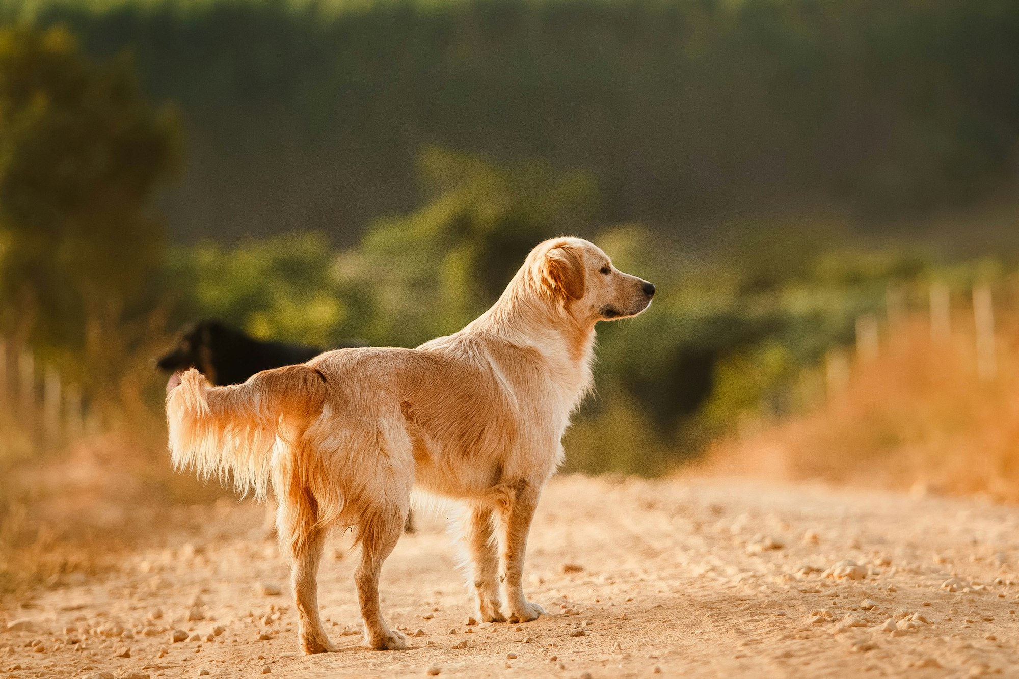 golden retriever lifespan