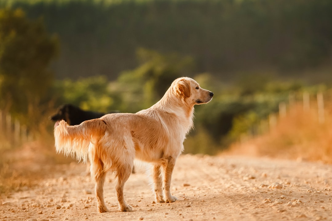 golden retriever walking on brown sand during daytime