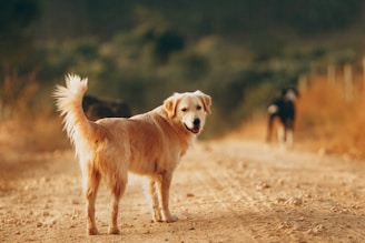 chien labrador en balade