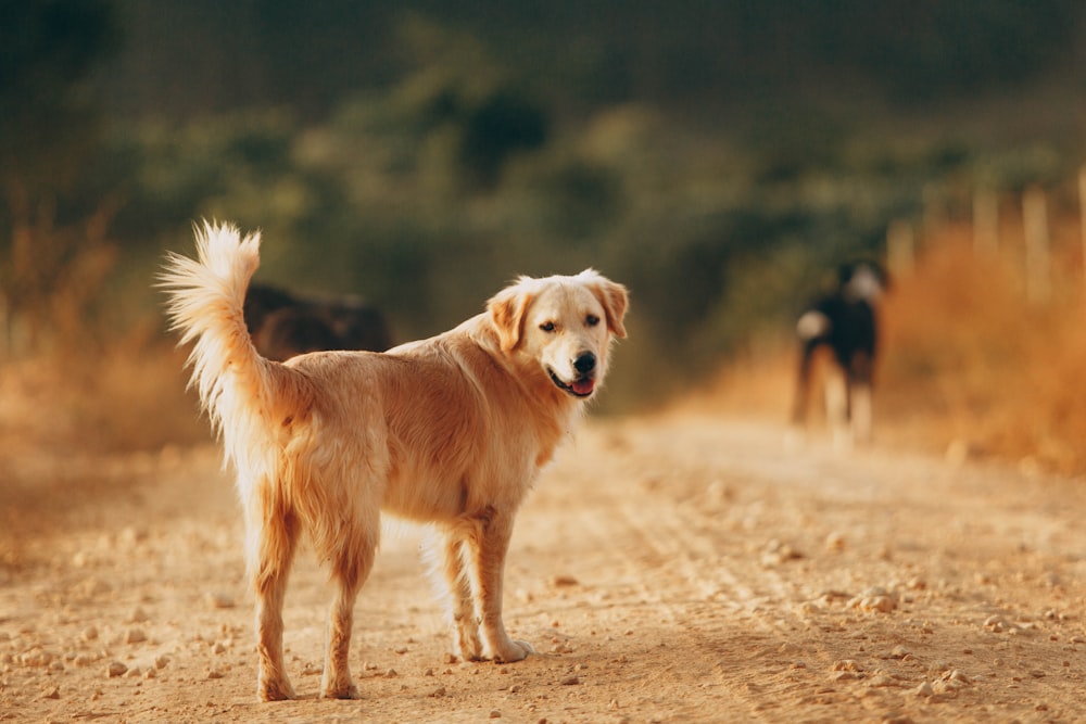 golden retriever and black and tan german shepherd on brown field during daytime