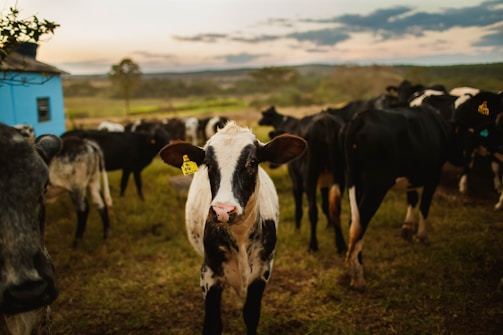 A group of cows is gathered in a grassy field with a focus on a calf in the foreground, wearing an ear tag. The sky is cloudy, and a small blue building is visible to the left. The background features open fields and distant hills.