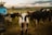 A group of cows is gathered in a grassy field with a focus on a calf in the foreground, wearing an ear tag. The sky is cloudy, and a small blue building is visible to the left. The background features open fields and distant hills.