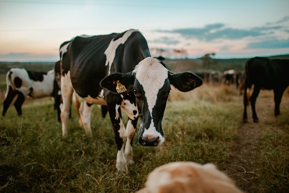 black and white cow on green grass field during daytime