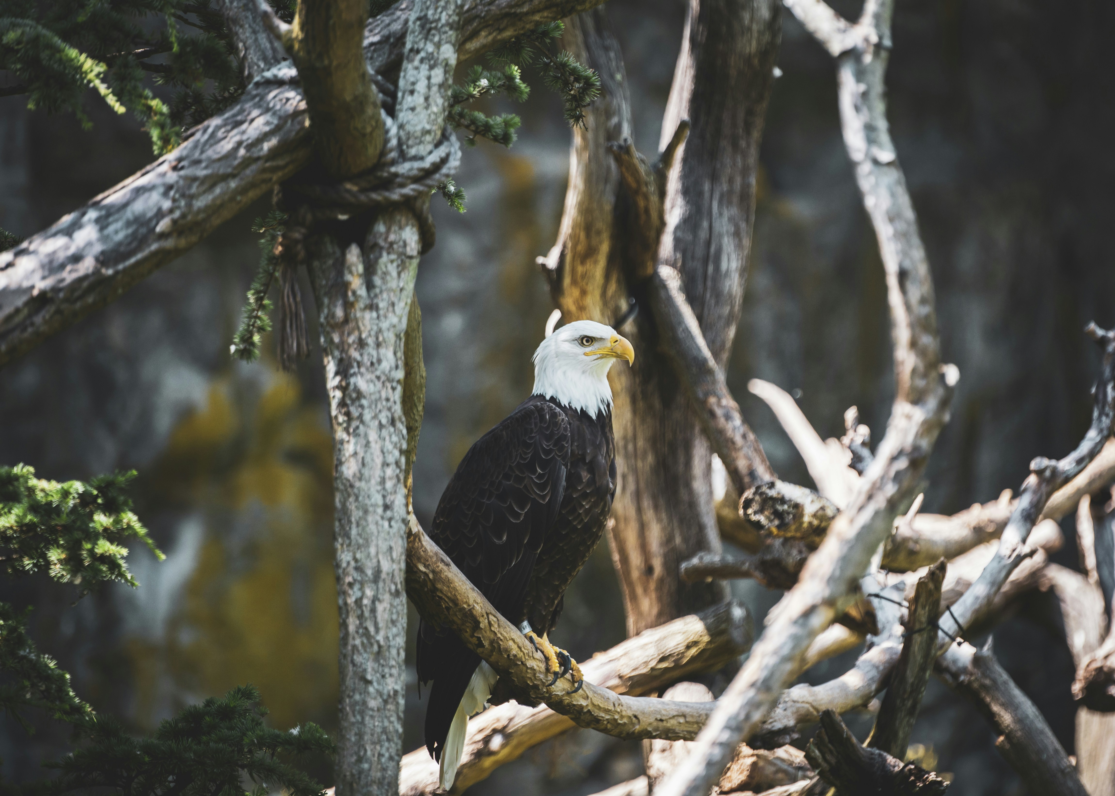 black and white eagle on brown tree branch