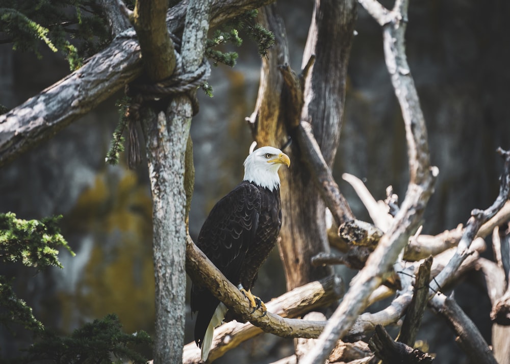 black and white eagle on brown tree branch