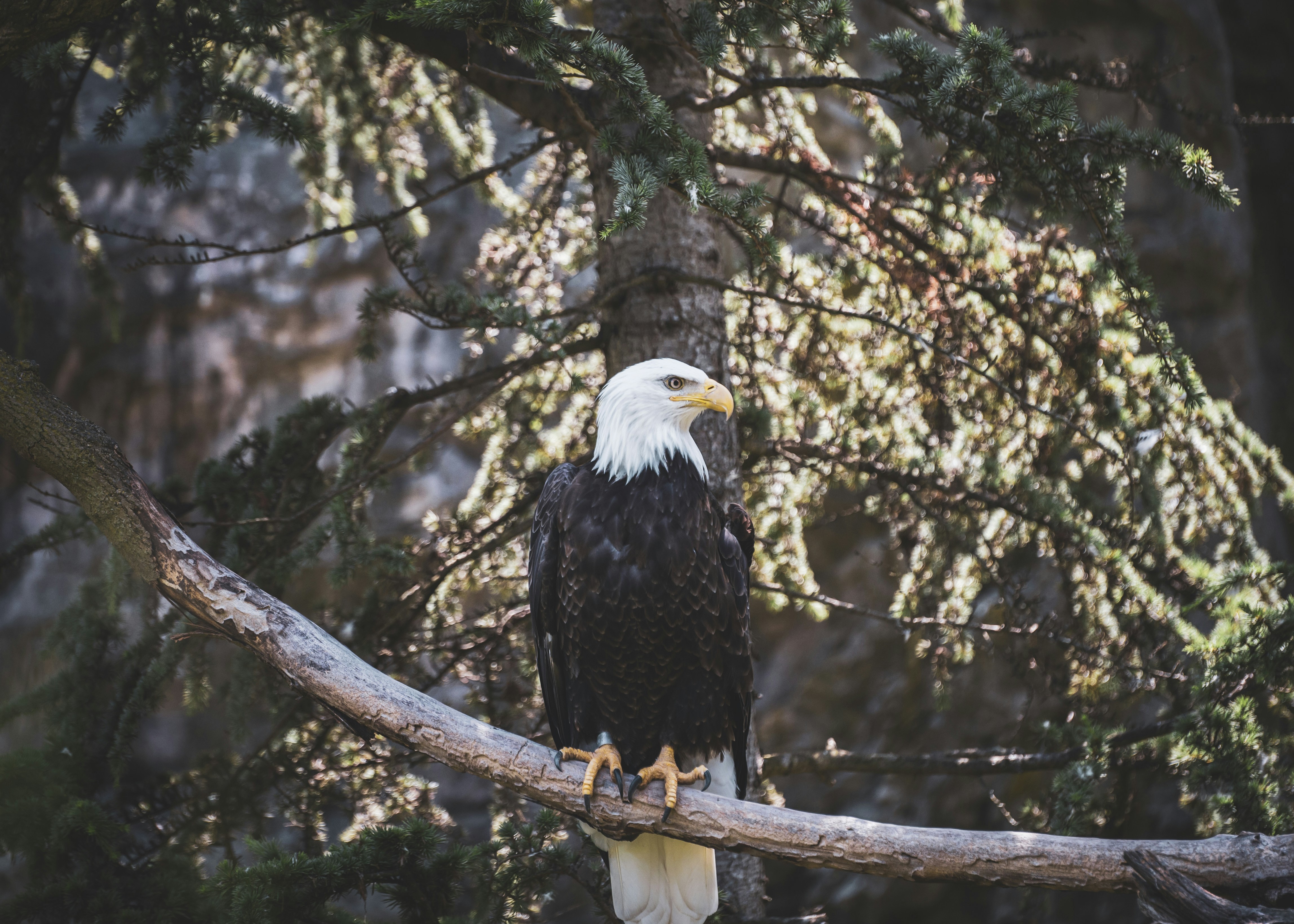 black and white eagle on brown tree branch during daytime