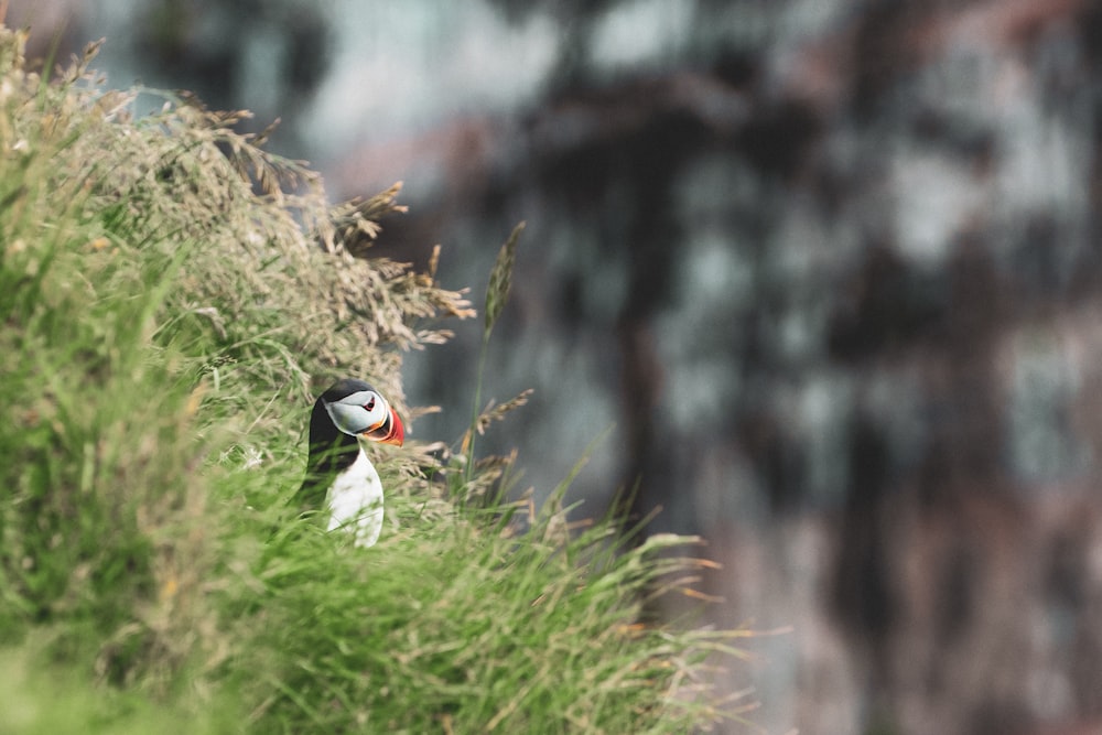 white and black bird on green grass during daytime