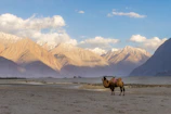 Nubra Valley Leh