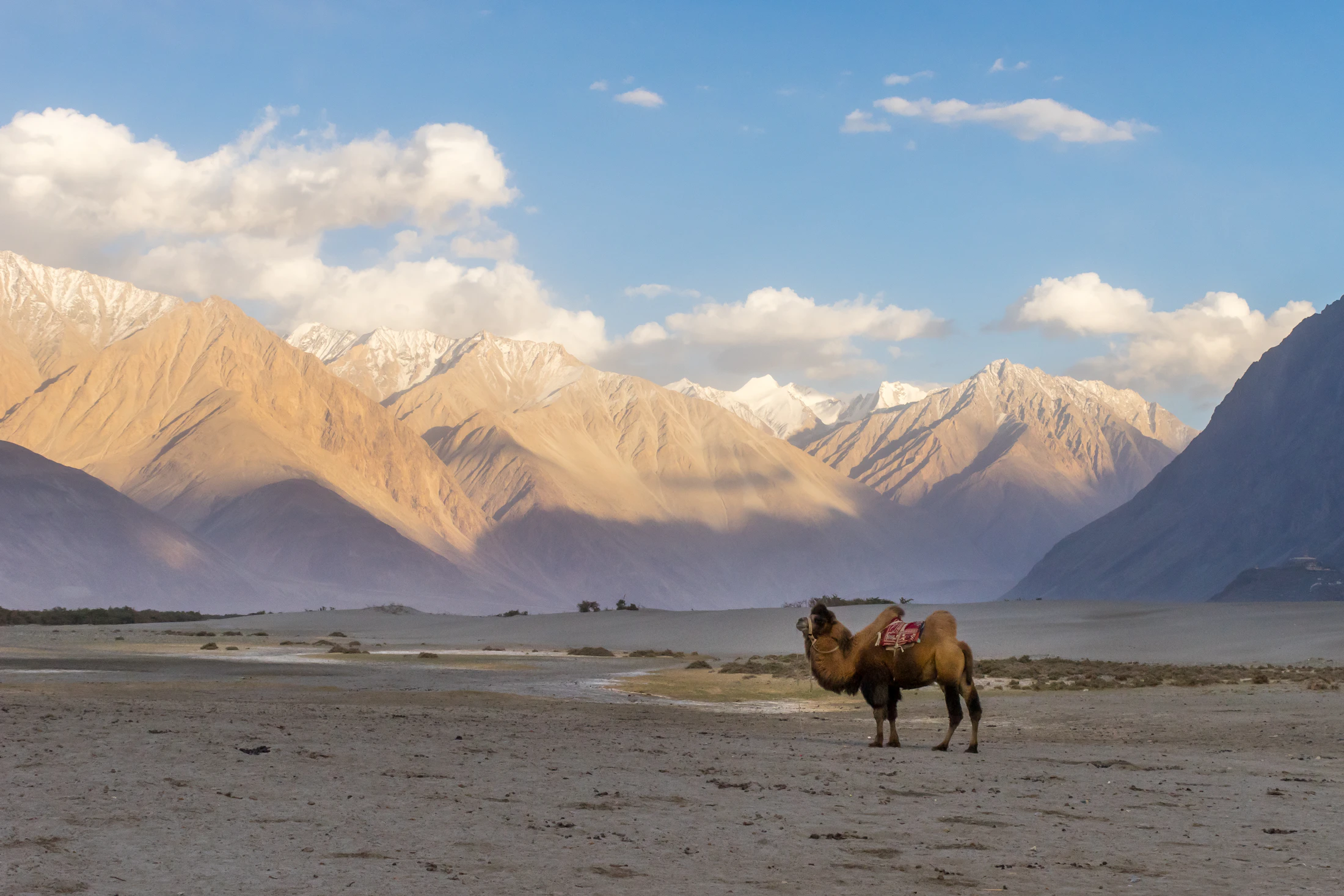 A lone Bactrian camel on the sand flats of the Nubra Valley below snow-streaked peaks