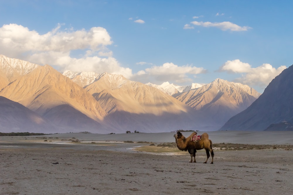 brown horse on brown sand near snow covered mountain during daytime