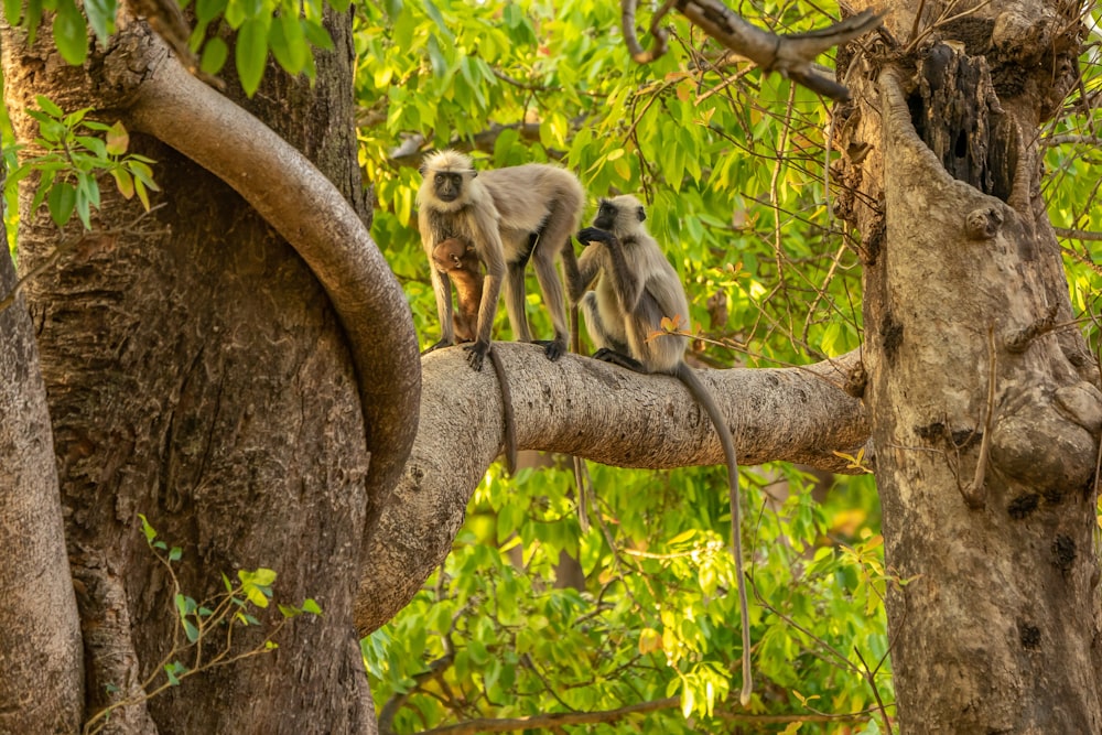 two gray monkeys on brown tree branch during daytime