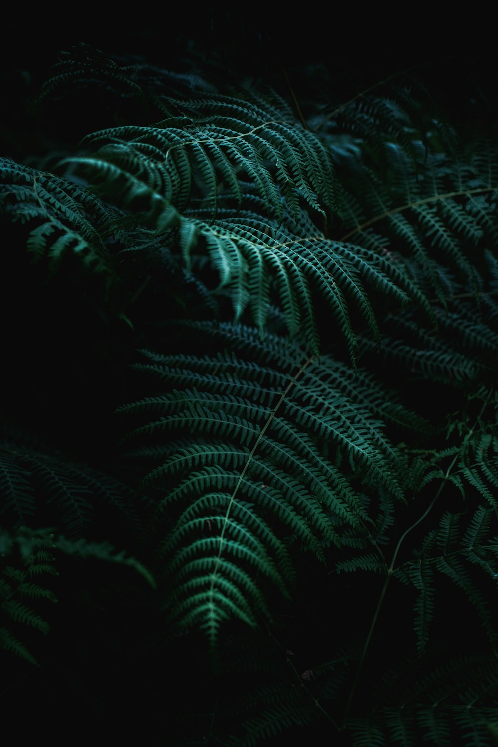 어두운 방에서 녹색 고사리 식물