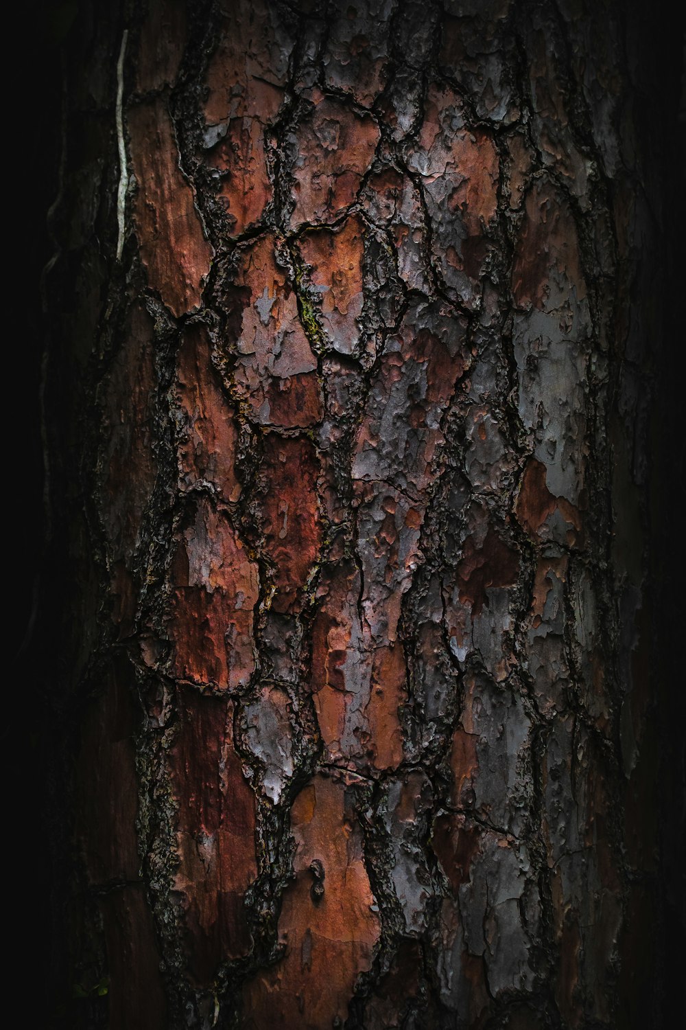 brown and black wood trunk