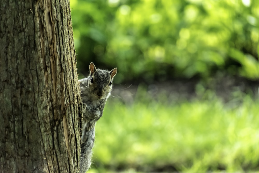grey and white cat on tree trunk
