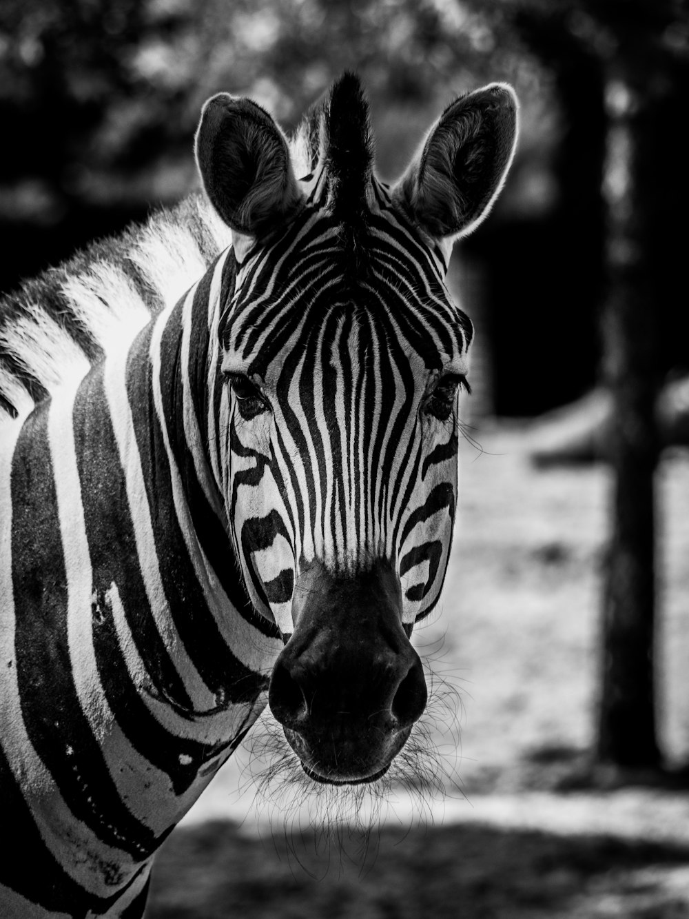 grayscale photo of zebra in field