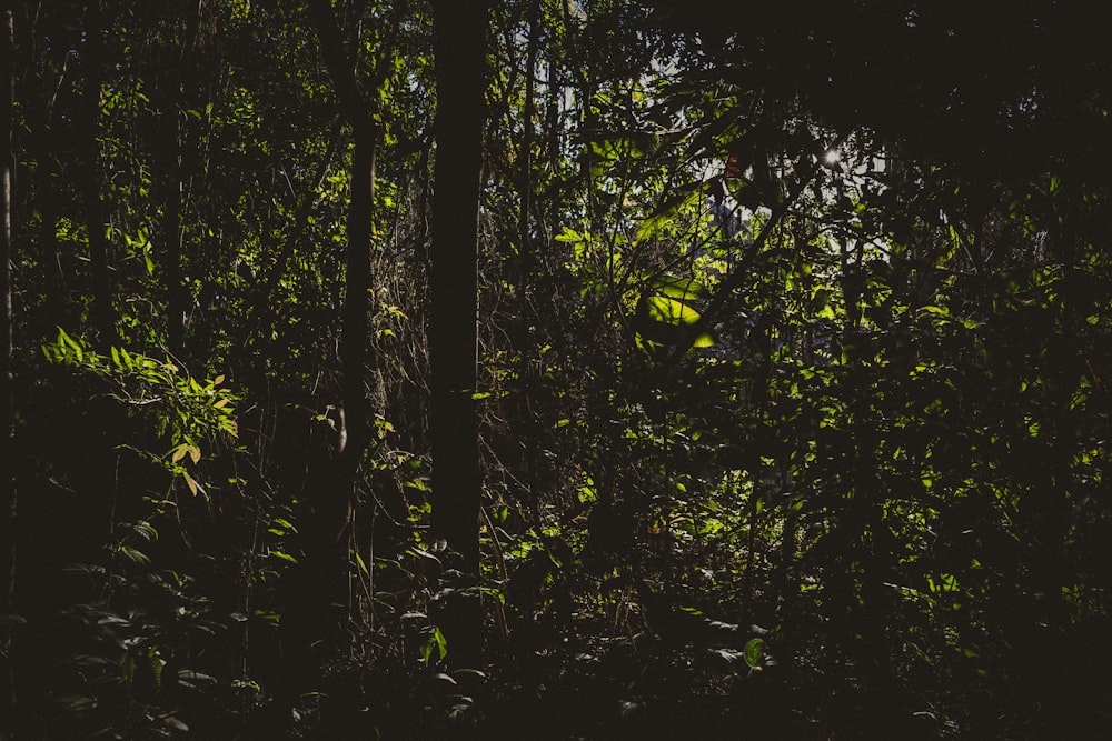 green trees in forest during daytime