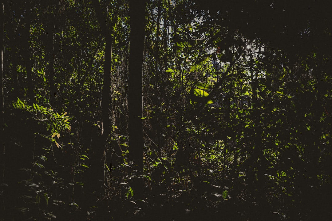 green trees in forest during daytime