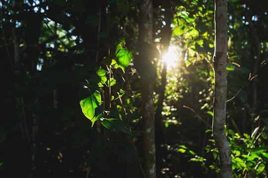 sun rays coming through green leaves in Pucallpa Peru