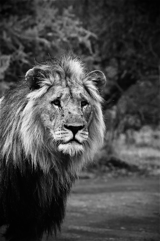 grayscale photo of lion on road in Pilanesberg National Park South Africa