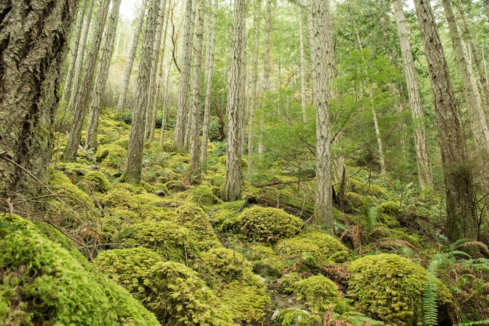 green moss on brown tree trunk