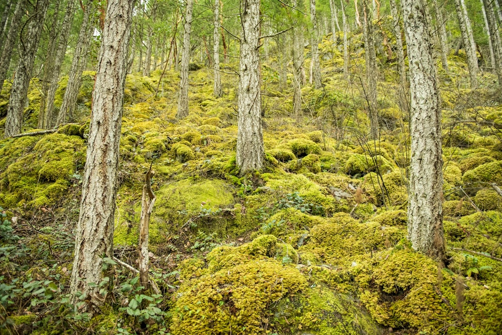 green moss on brown tree trunk