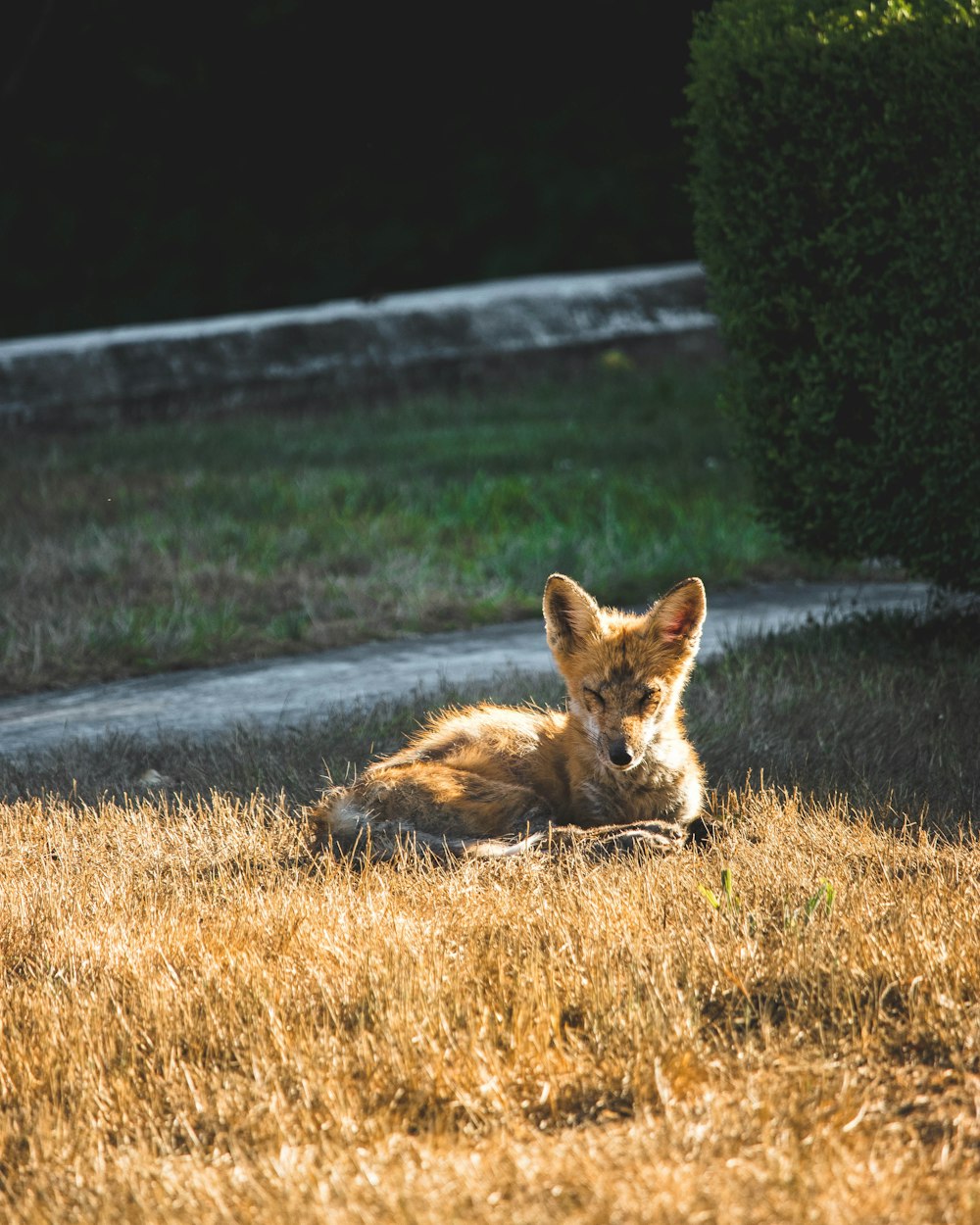 brown fox lying on the road during daytime