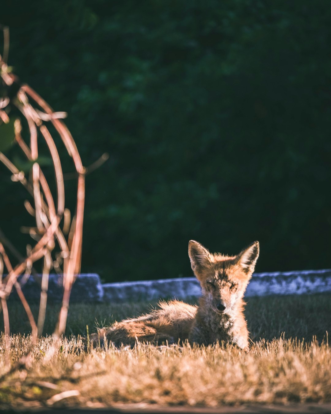 brown fox on green grass during daytime