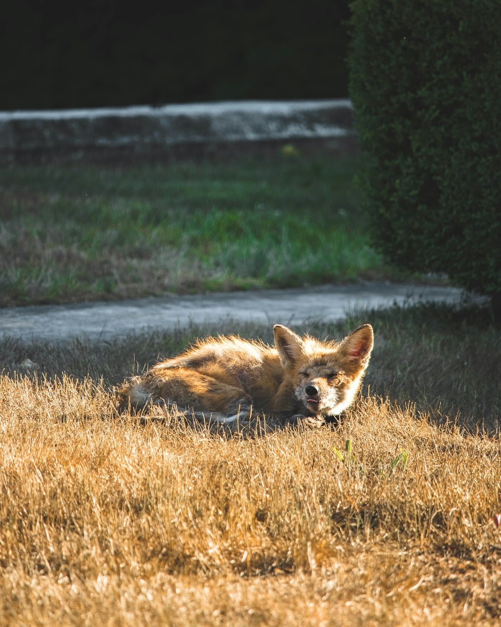 brown fox on green grass field during daytime