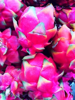 A vibrant cluster of ruby red dragon fruits hanging from a lush green cactus branch at sunrise.