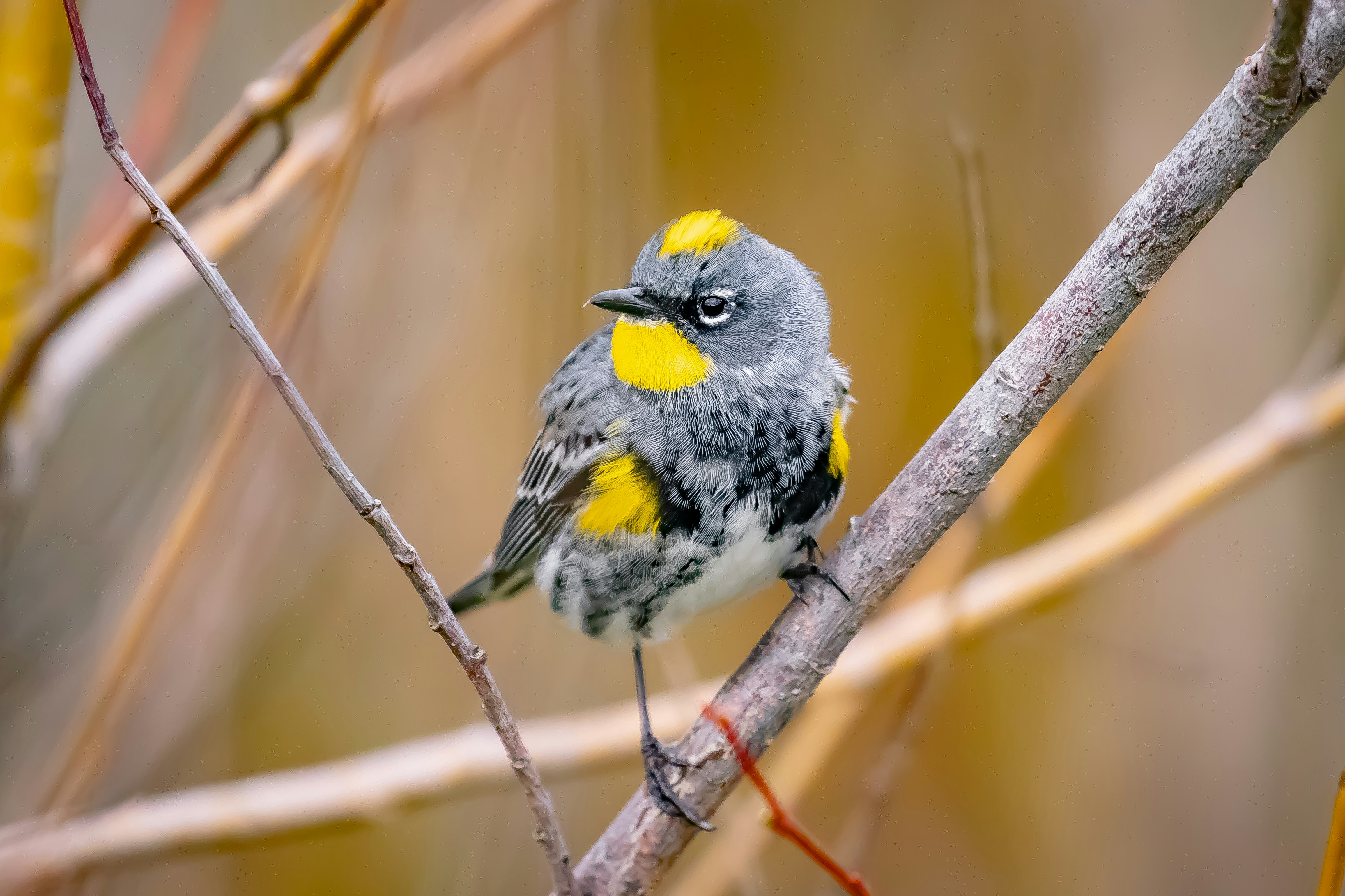 Yellow-rumped Warbler