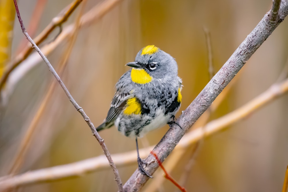 blue and yellow bird on brown tree branch