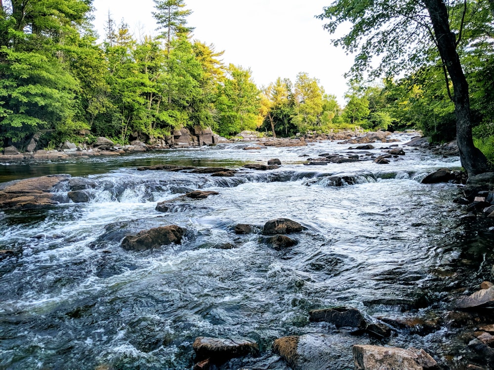 fiume in mezzo alla foresta durante il giorno