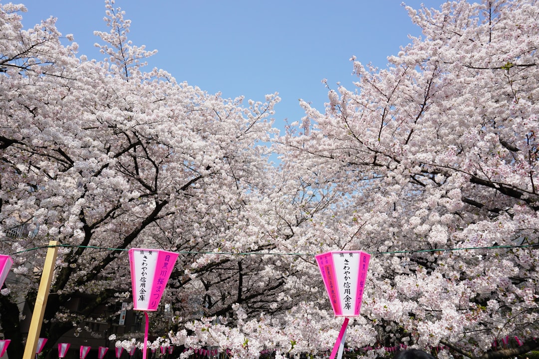 pink and white street light near white cherry blossom tree during daytime