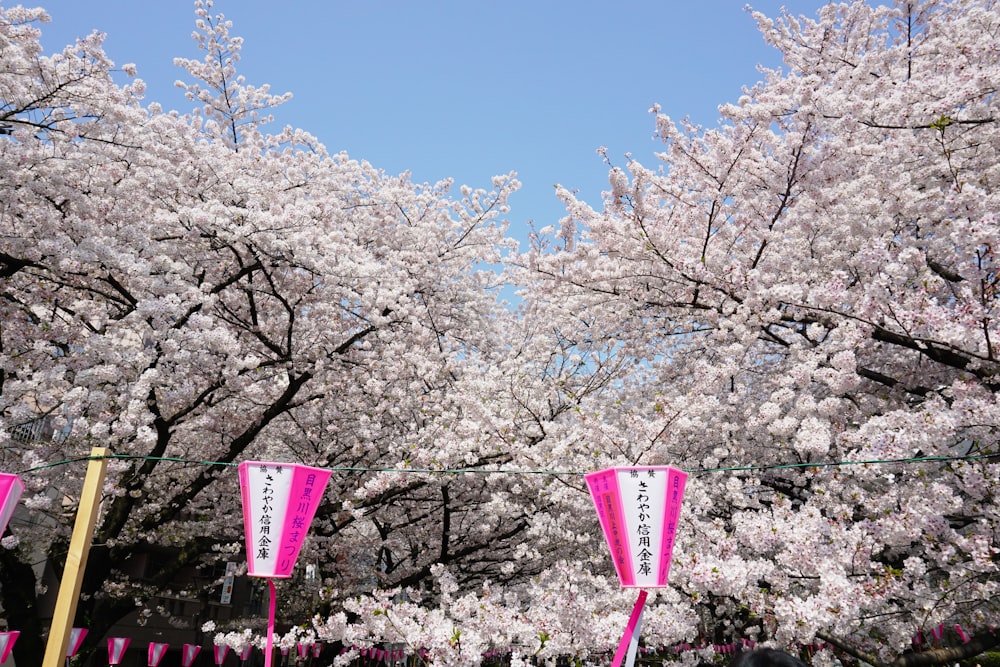 낮에는 흰 벚꽃 나무 근처의 분홍색과 흰색 가로등
