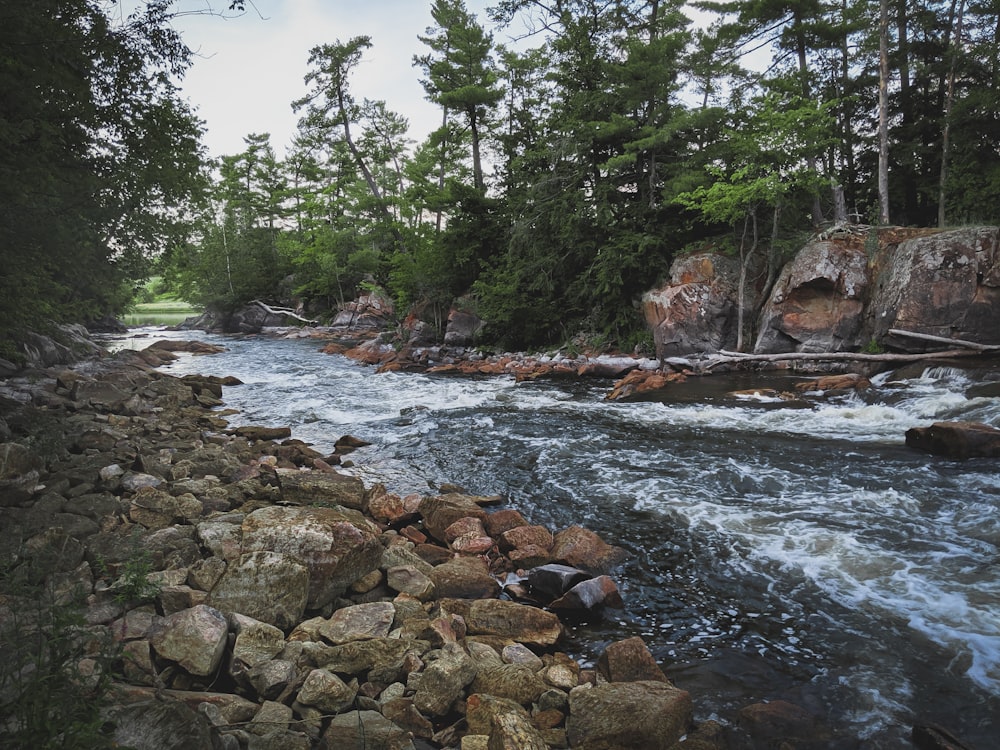 river in the middle of forest during daytime