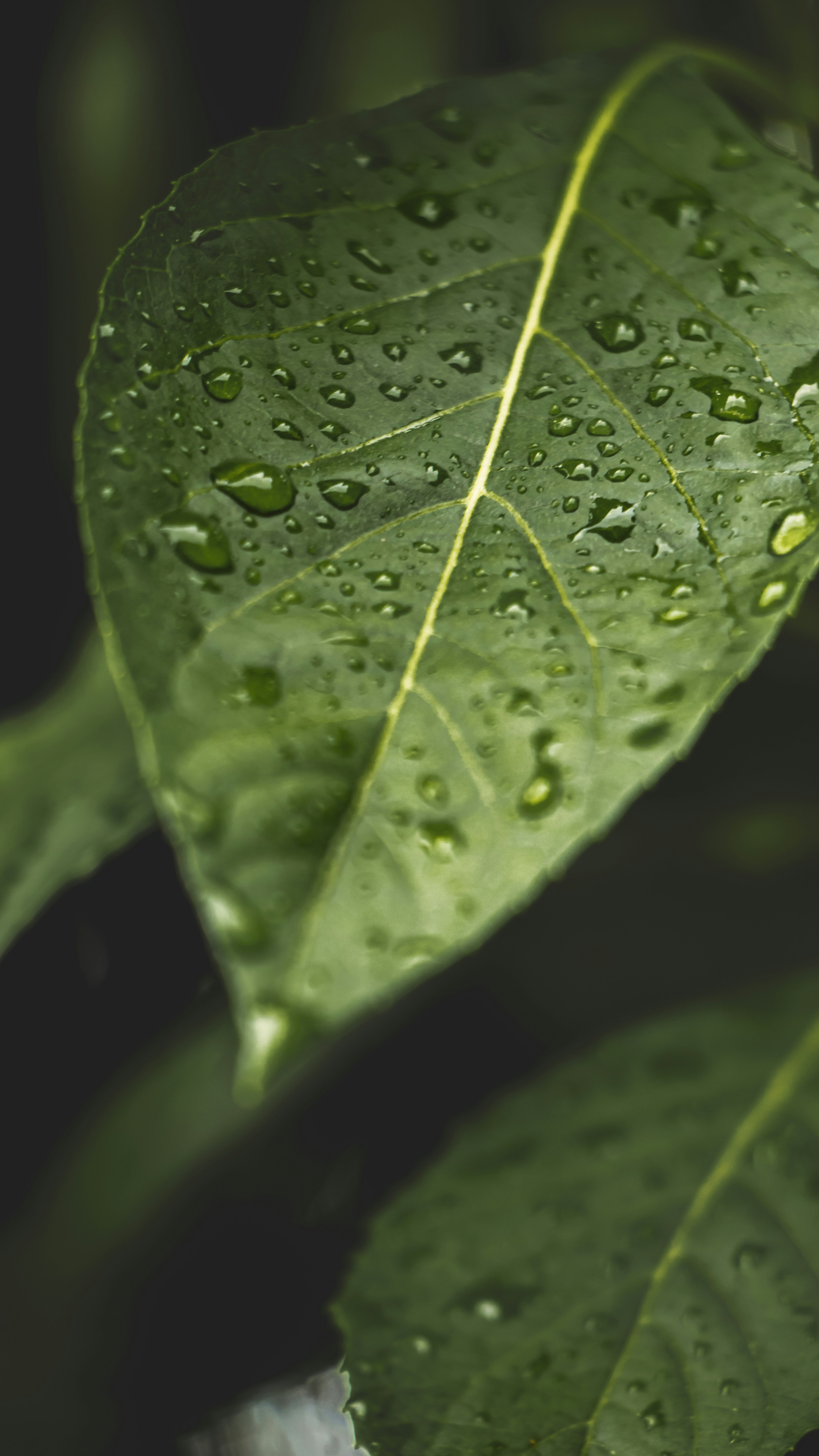 Photo by greatkhadka