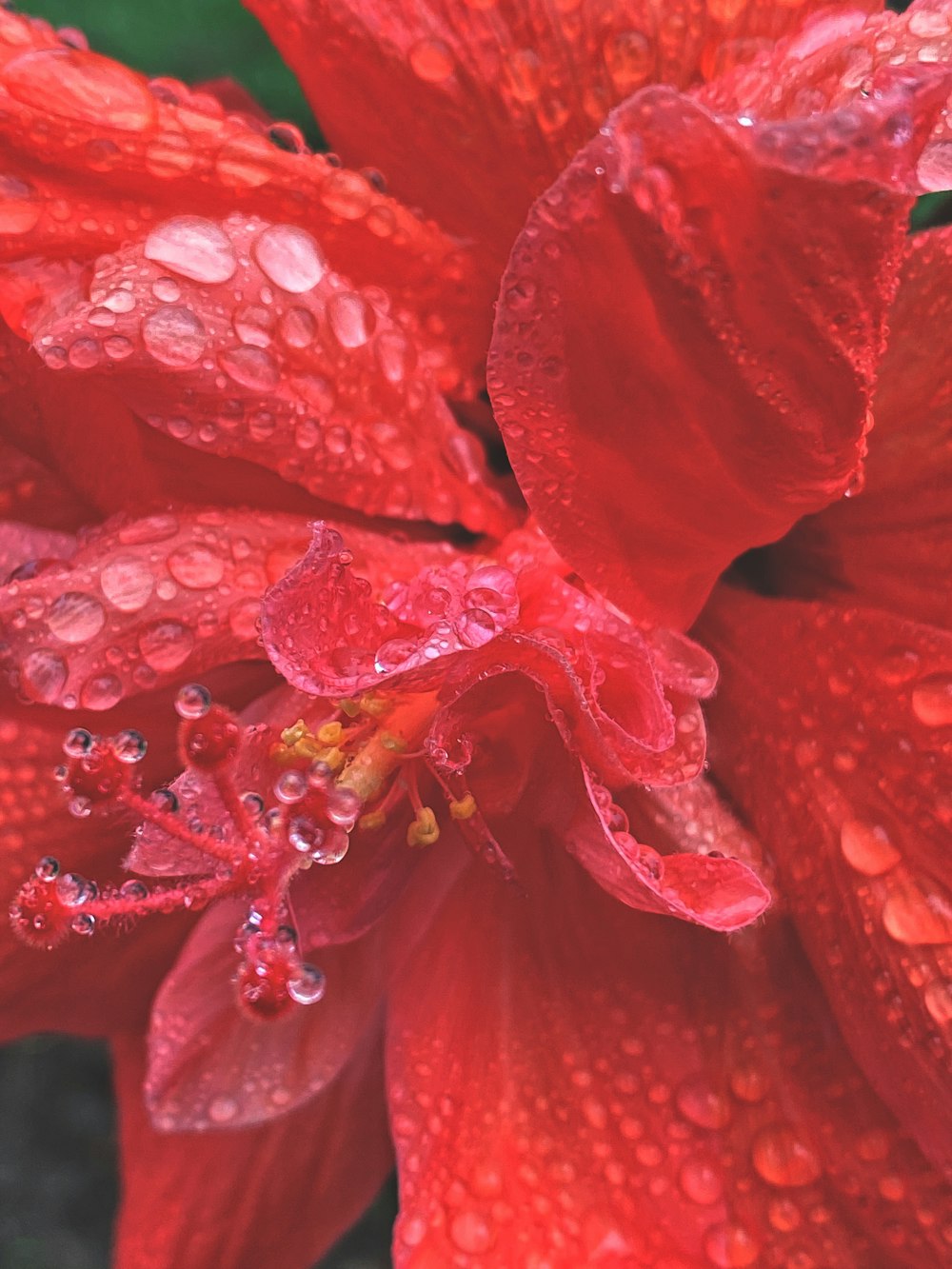red hibiscus in bloom with dew drops