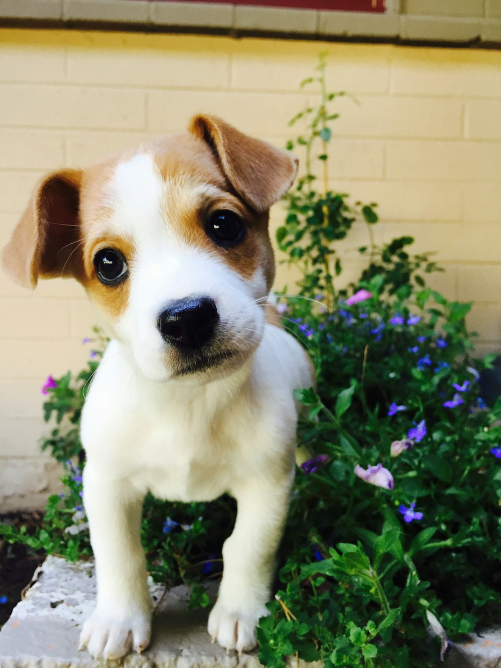 filhote de cachorro branco e marrom de pelagem curta no campo de grama verde