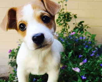 white and brown short coated puppy on green grass field