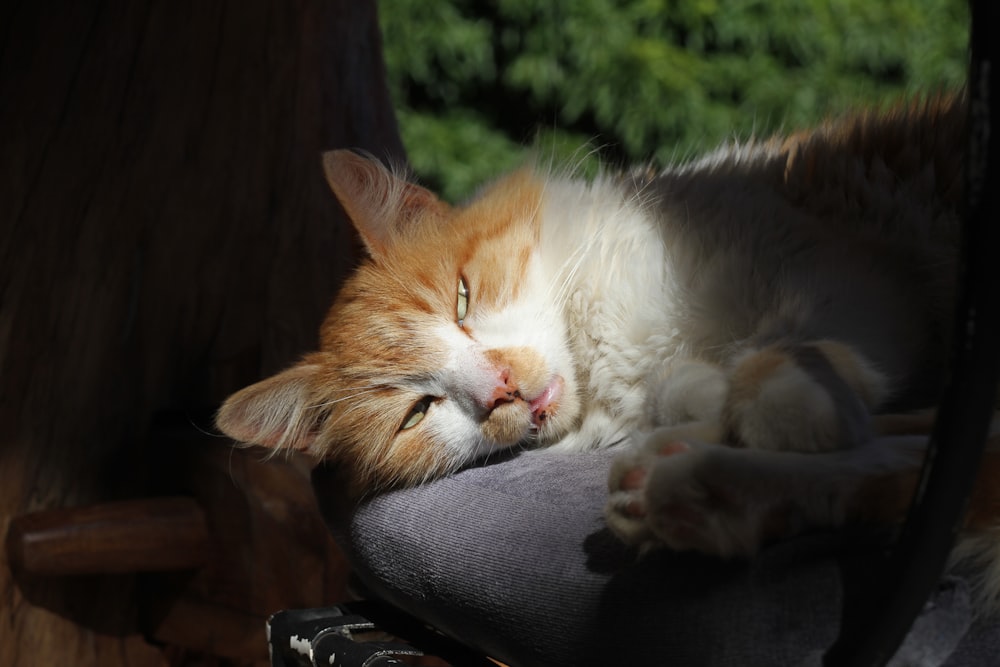 orange and white cat lying on black textile
