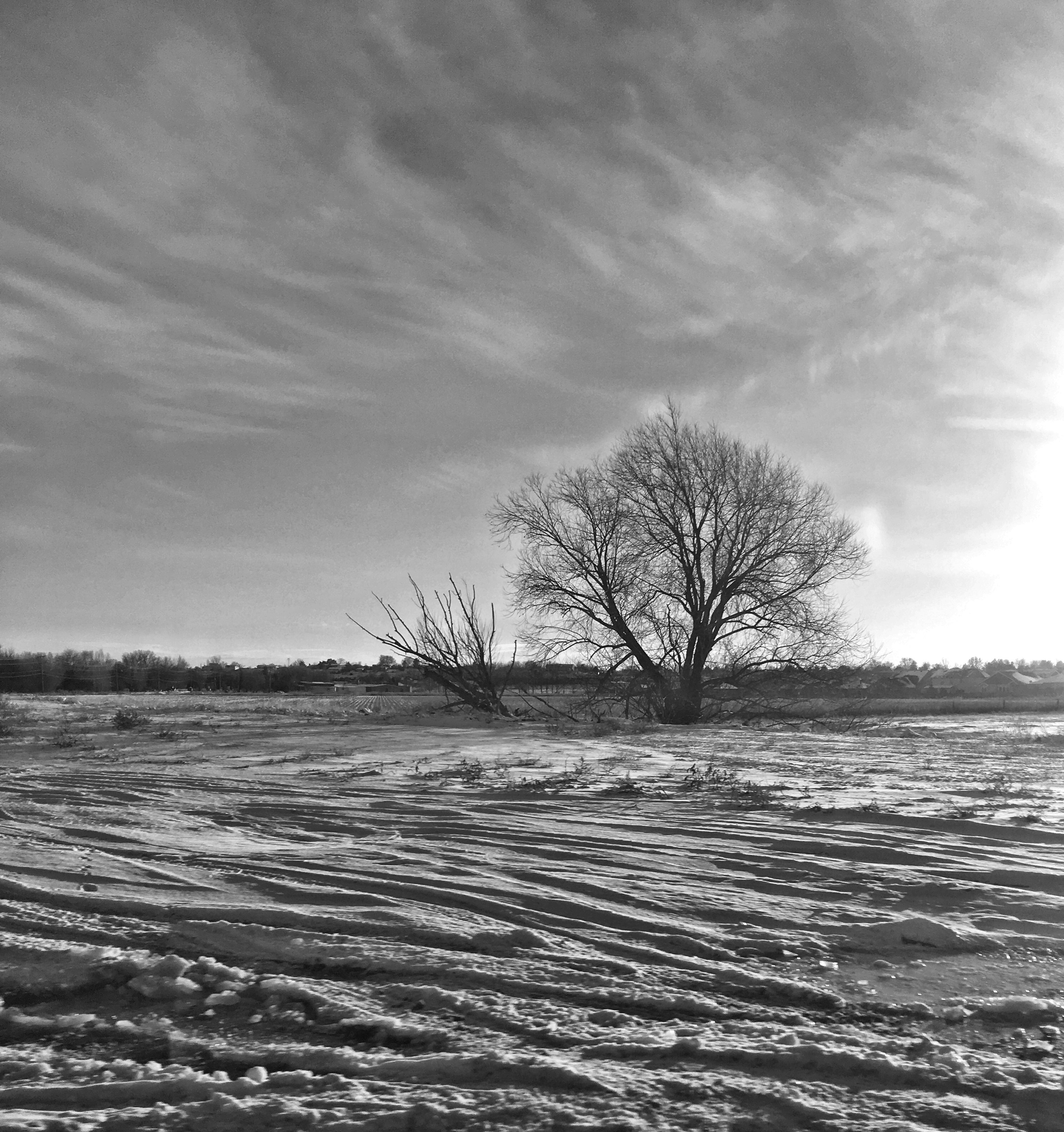 leafless tree on snow covered ground