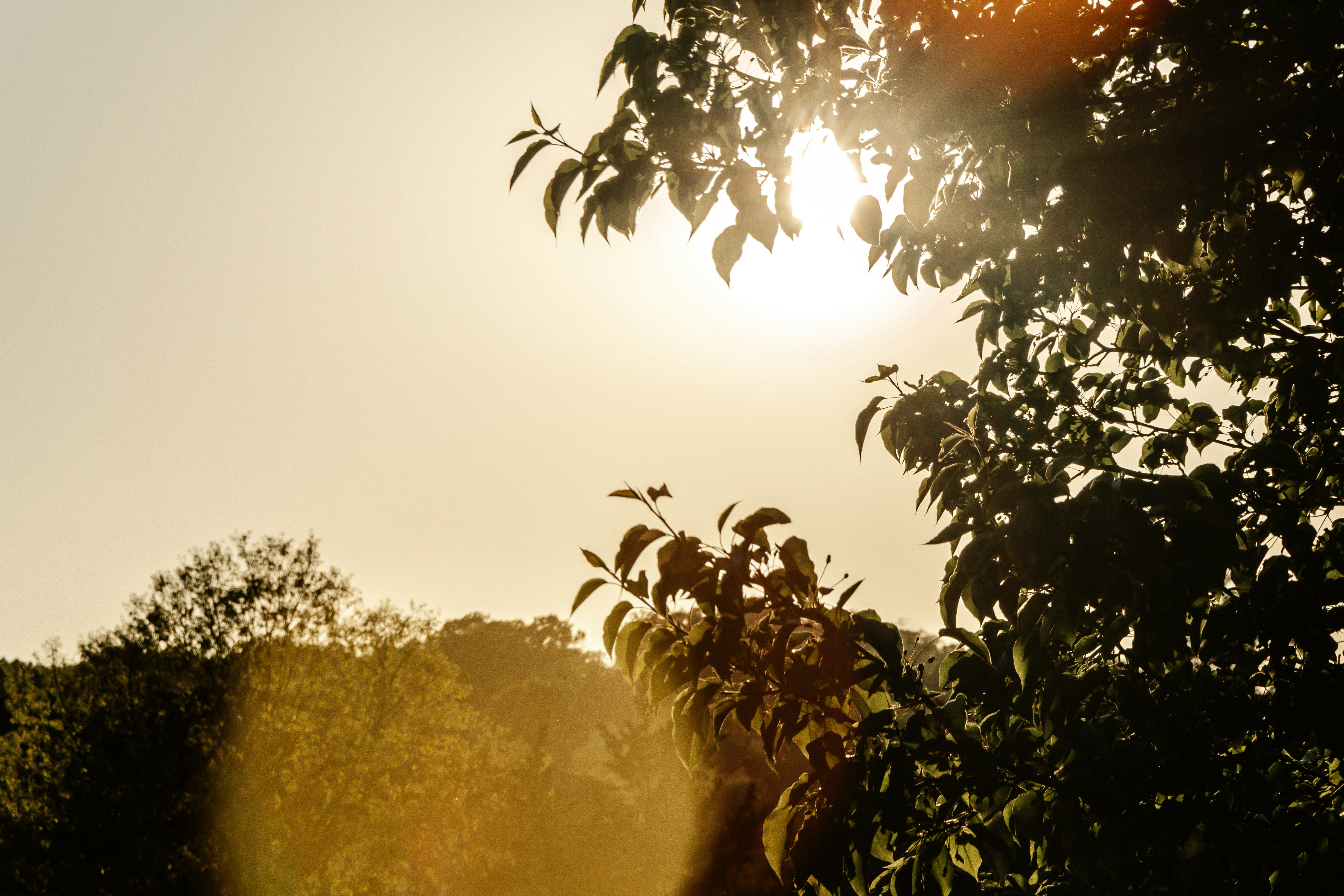 green leaf tree during daytime