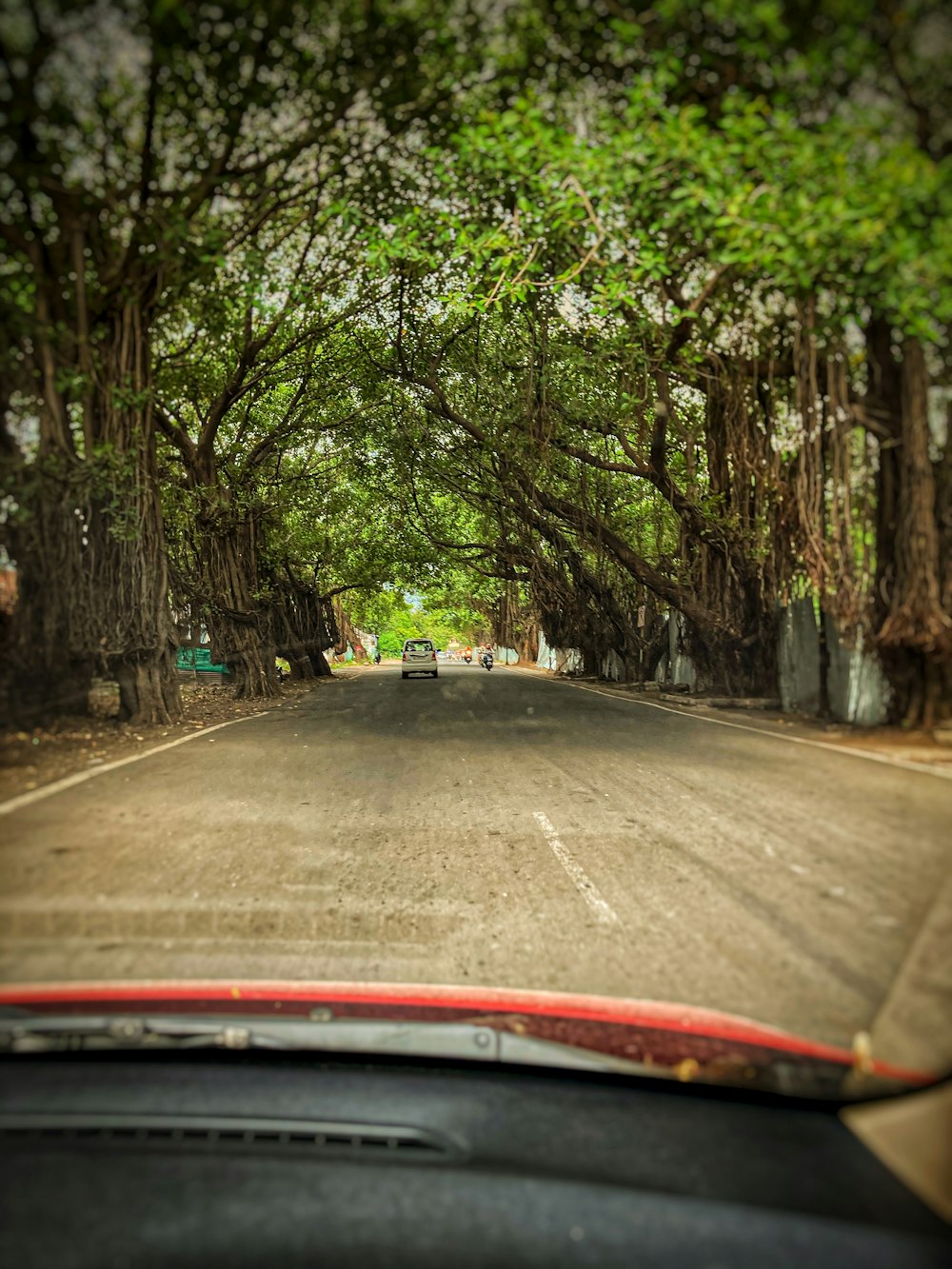 red car on road between trees during daytime