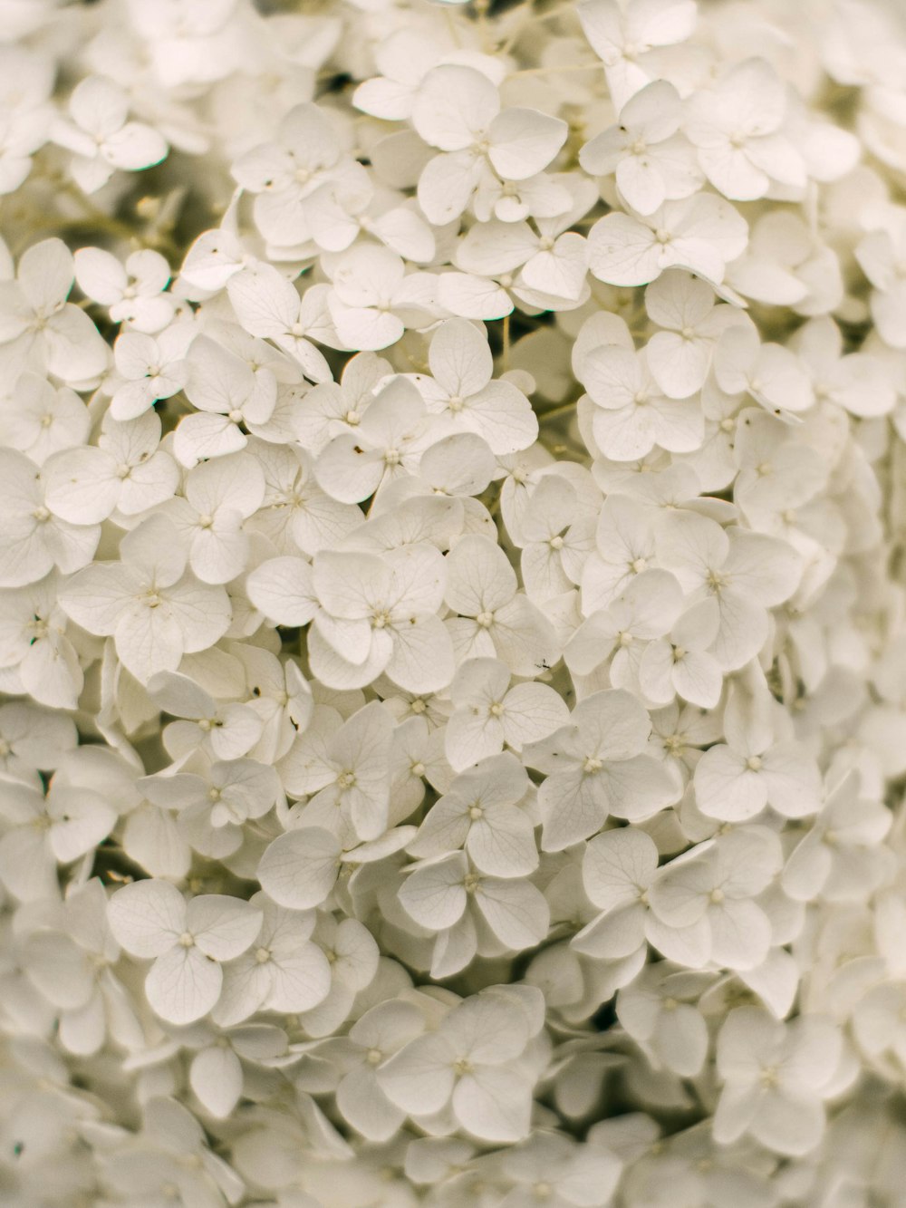 white flowers in tilt shift lens